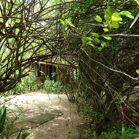 Jungle House Otel São Miguel do Gostoso Dış mekan fotoğraf