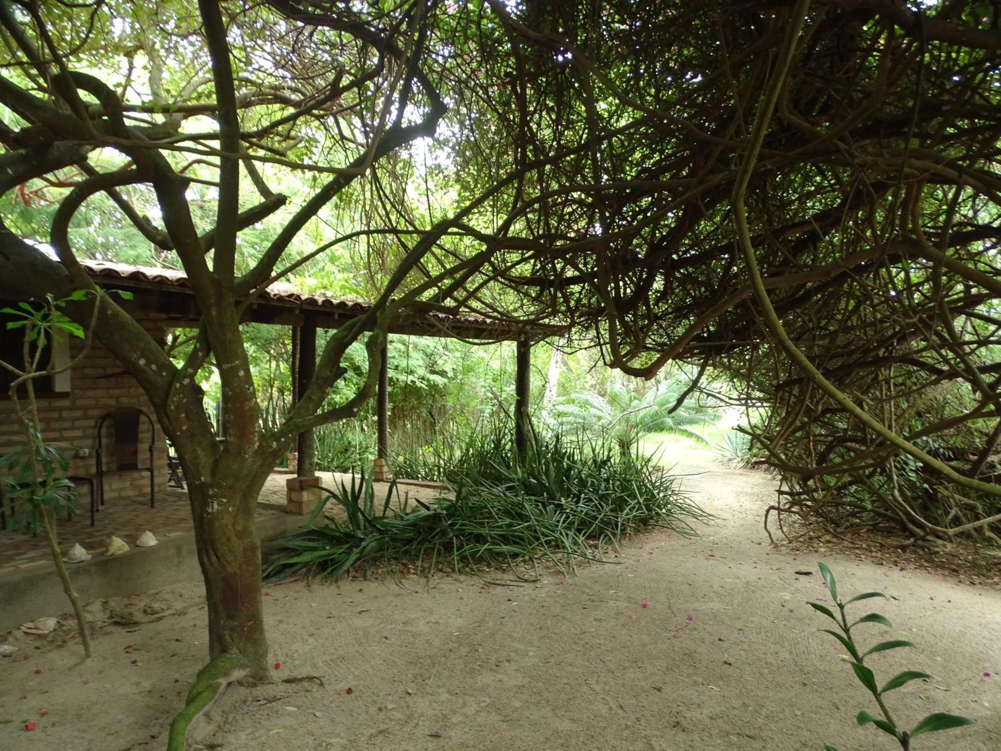 Jungle House Otel São Miguel do Gostoso Dış mekan fotoğraf