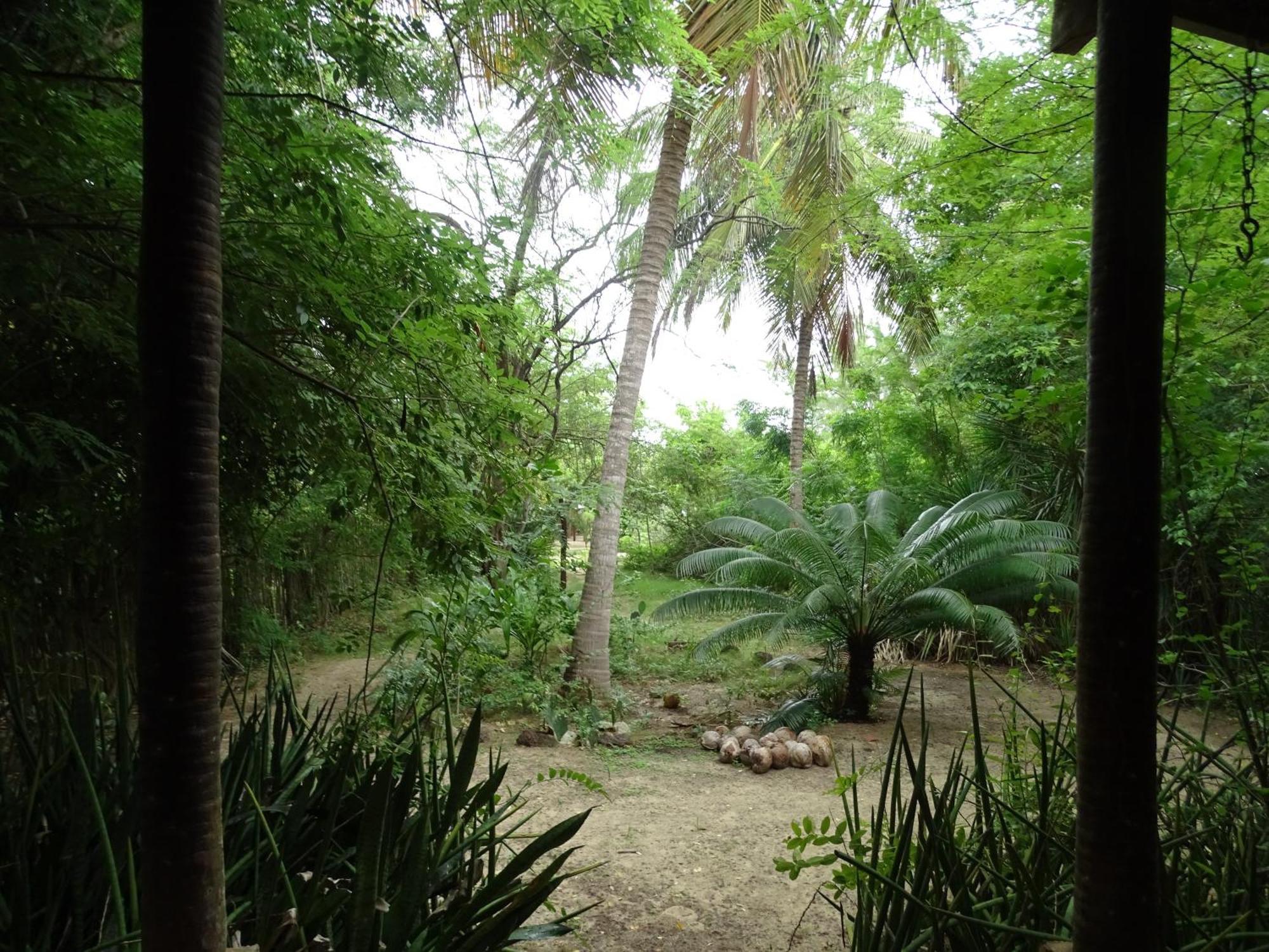 Jungle House Otel São Miguel do Gostoso Dış mekan fotoğraf