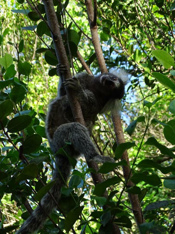 Jungle House Otel São Miguel do Gostoso Dış mekan fotoğraf